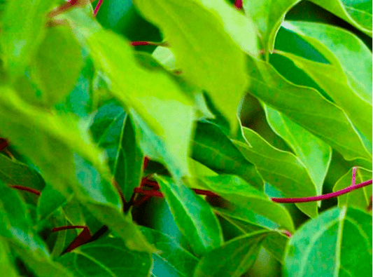 Immunité & sérénité : pourquoi le ravintsara est votre meilleur compagnon hivernal