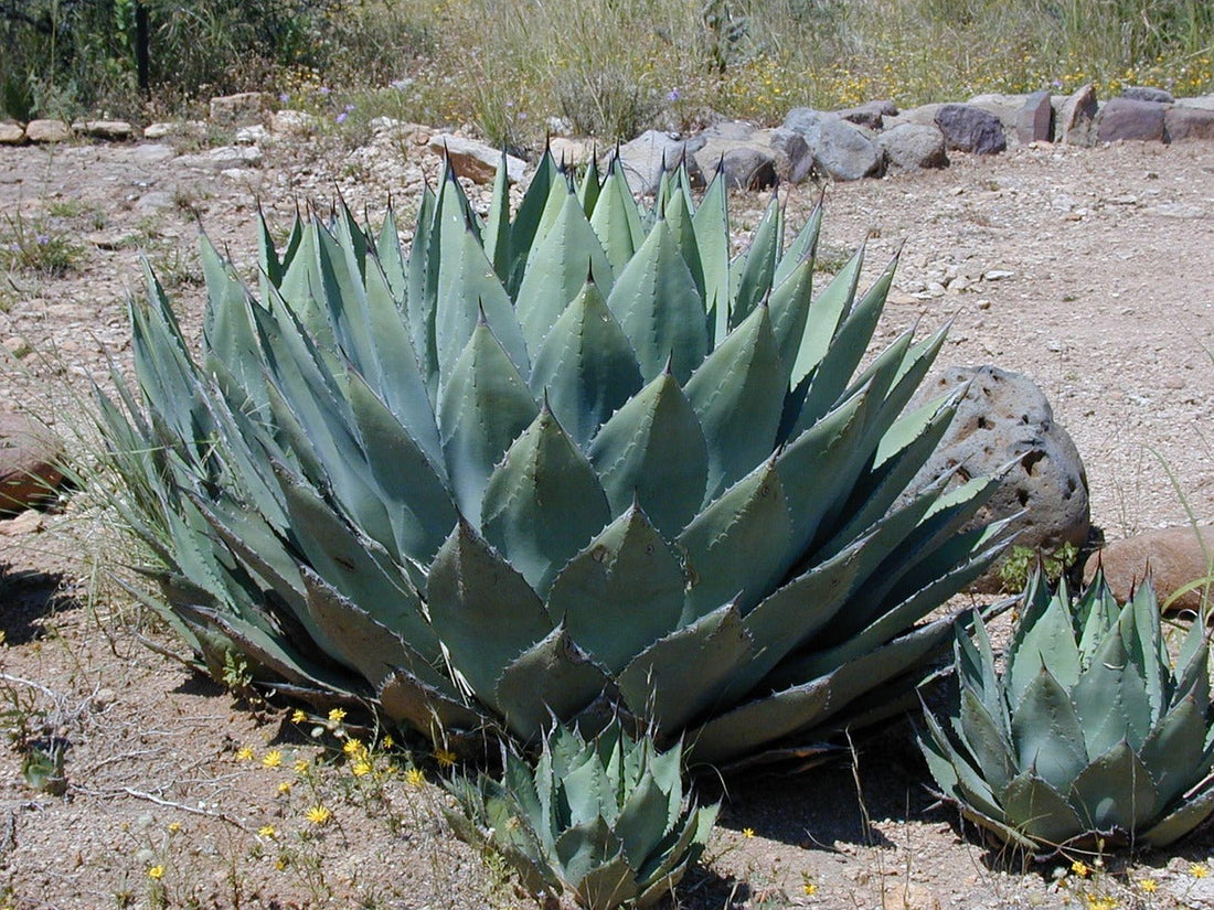 Les pouvoirs de l'inuline d'agave